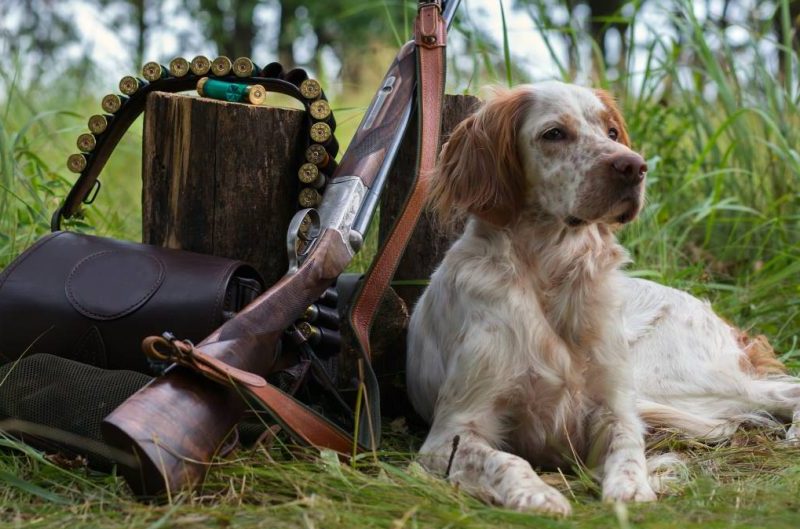 se pueden domesticar los perros de caza