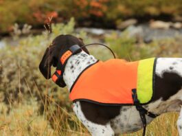 Encuentra el Collar Perfecto para tu Perro en Carril Outdoor